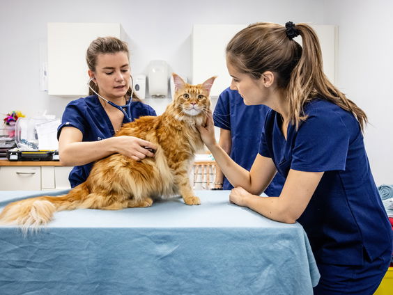 Het bloed van jouw huisdier kan levens redden