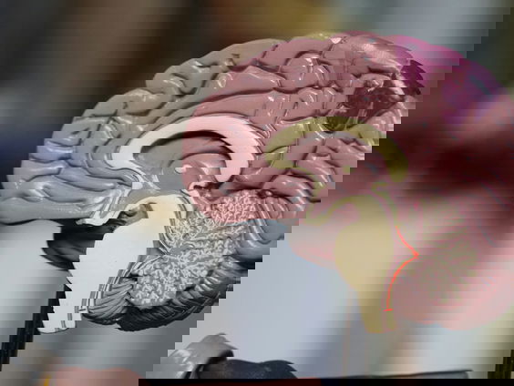 Meertaligheid zorgt voor minder hersenveroudering