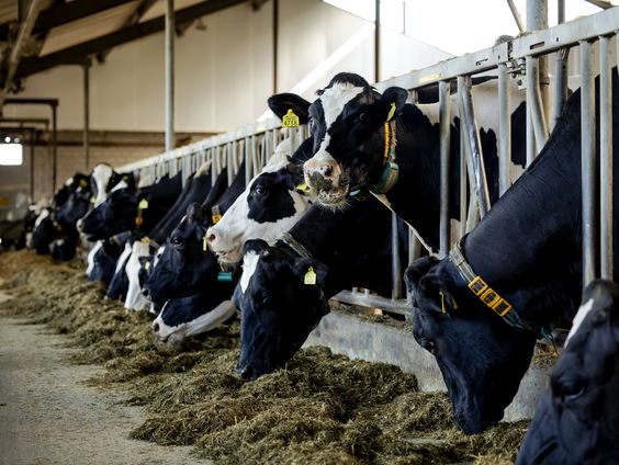 De plattelandscoach helpt boeren bij moeilijke keuzes over de toekomst