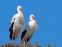 De comeback van de Nederlandse natuur