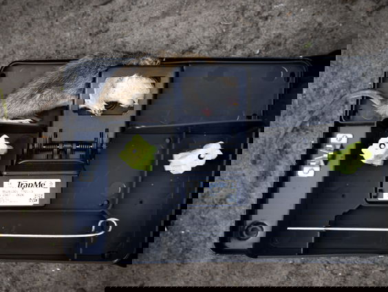 Terschelling start cursus ratten afschieten voor bewoners