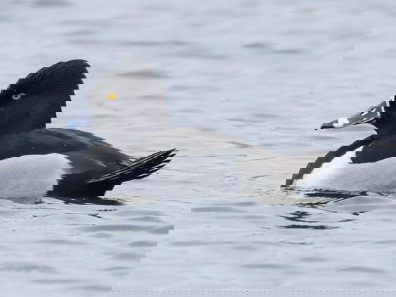 Trekvogels langs de kust
