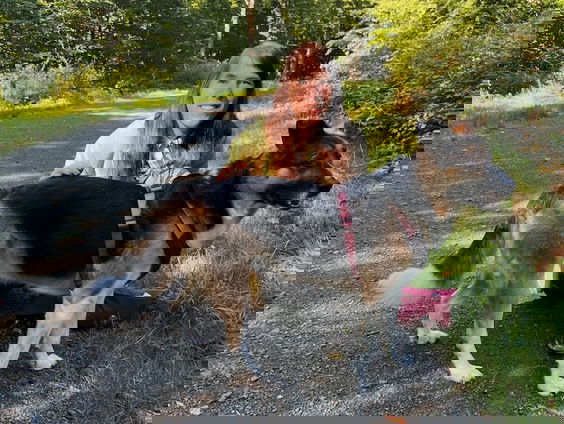 Muizenleven: wat we van muizen kunnen leren | Nominatie Natuurboekenprijs 2025