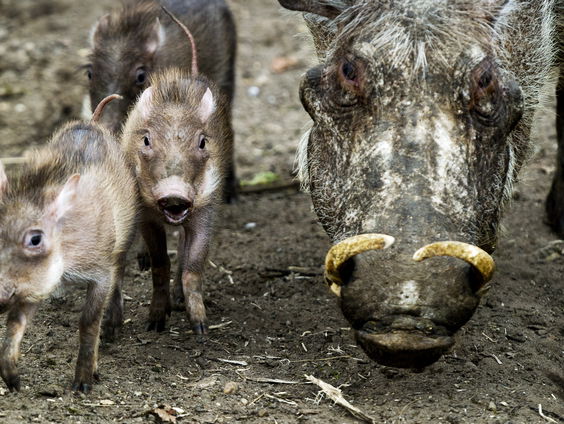 Steeds meer wilde zwijnen: moeten we ermee leren leven?