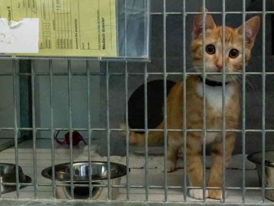 Als je van dieren houdt, hup naar de open dag van de asiels!