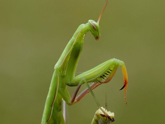Bidsprinkhaan vestigt zich in Nederland