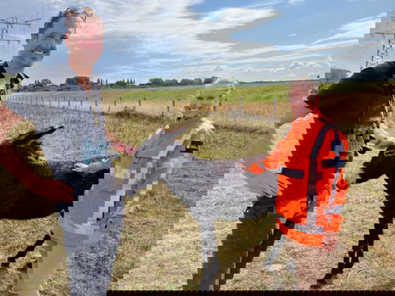 Ezels als grazers in de Rotterdamse haven