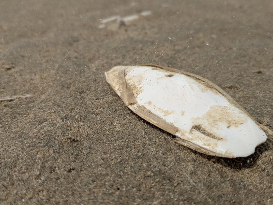Strandvondst: aangespoelde schilden van zeekatten