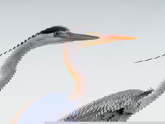 Vogelfeuilleton: blauwe reigers in het Amsterdamse Bos