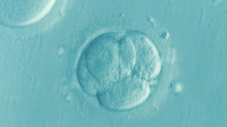 Wat mogen onderzoekers doen met zogenoemde 'embryomodellen'?