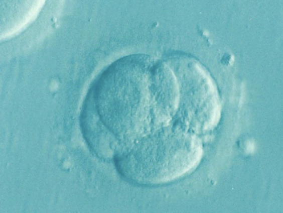 Wat mogen onderzoekers doen met zogenoemde 'embryomodellen'?