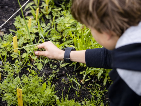Schooltuinen houden kinderen in contact met natuur