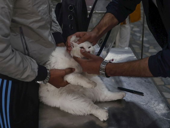 Hoe houden we de dierenarts toegankelijk en dierenwelzijn leidend?