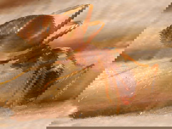 Plaagmier verovert na de stad nu ook natuurgebied