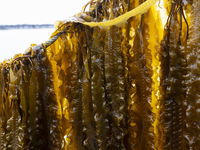 Hybride vlees met zeewier als gezonder en minder belastend alternatief