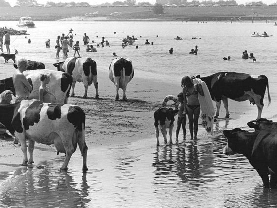 Wat maakt de hittegolf van 1976 ongeëvenaard?