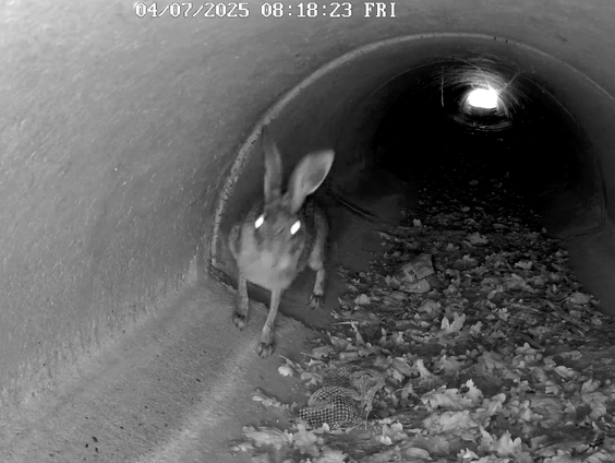 Maker van succesvolle visdeurbel komt met versie voor landdieren