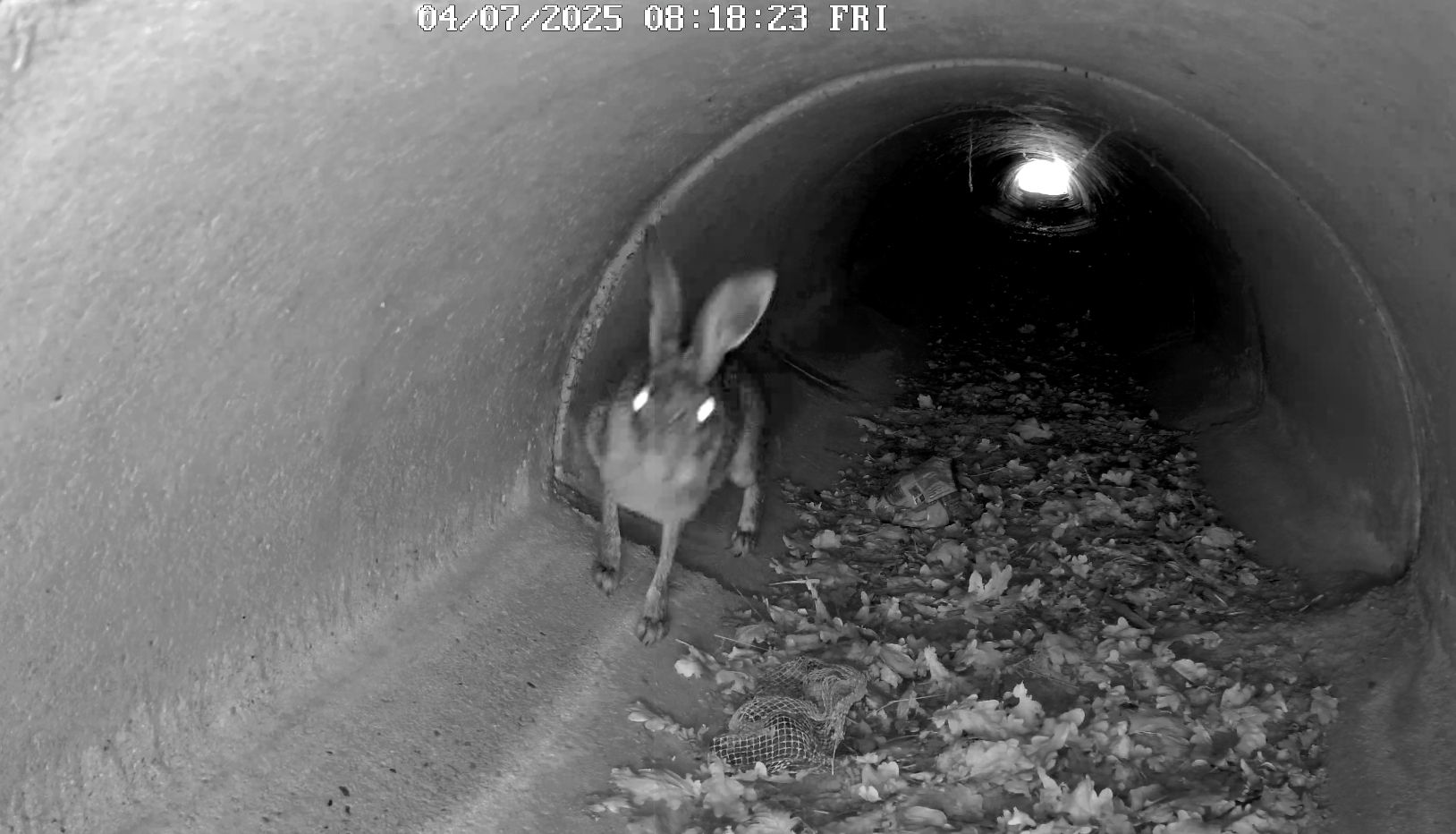 Maker van succesvolle visdeurbel komt met versie voor landdieren
