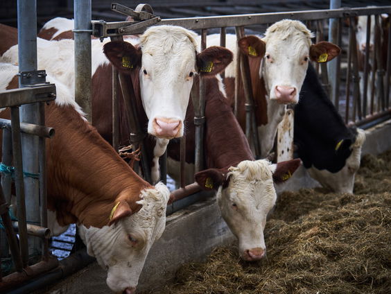 Waarom wil de BBB-minister toch minder vee?