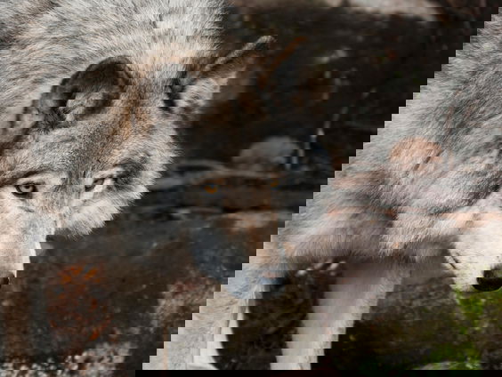 Gelderland mag zelfbenoemde probleemwolf niet neerschieten