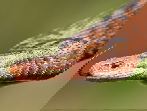 Fenolijn 30 maart 2025