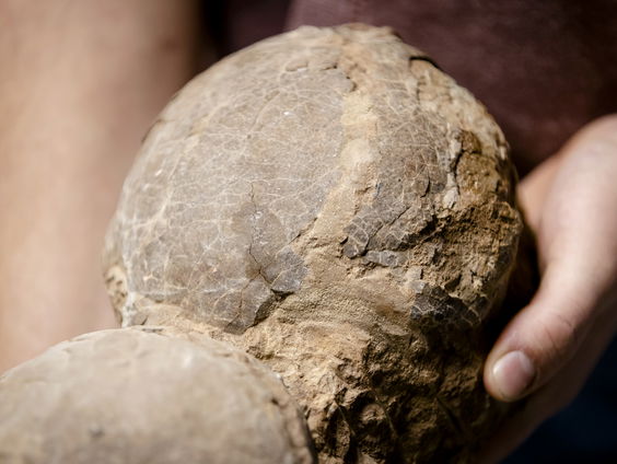 Nieuw vliegend reptiel ontdekt in gefossiliseerde dinokots