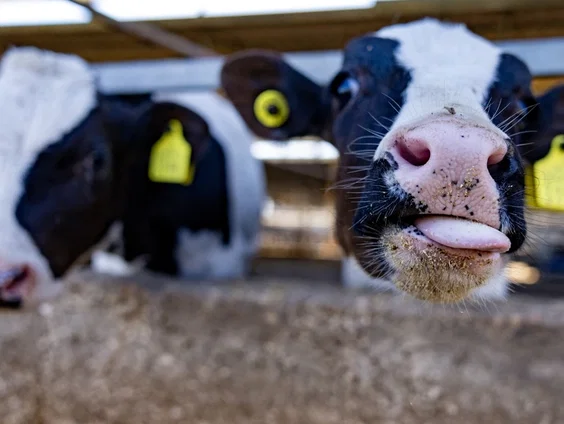 Jonge Ierse kalfjes nog steeds op de boot naar Nederland, ondanks misstanden