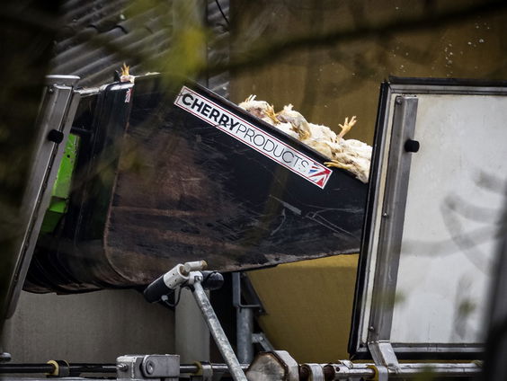 Stand.nl: we moeten leren leven met de vogelgriep