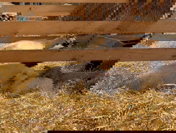 Schaapjes tellen op Texel; je raakt nooit uitgeteld!