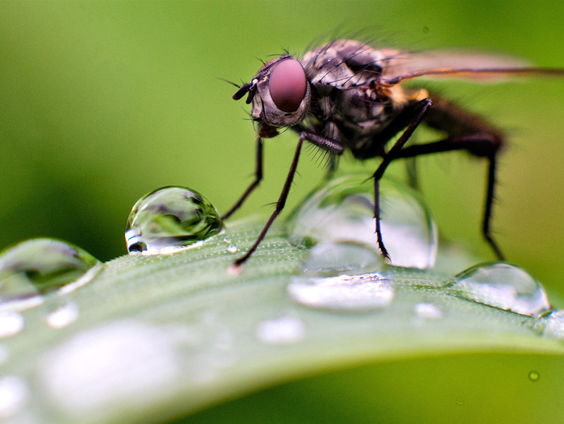 Vliegen die veranderen in zombies: 'Komt door een schimmel'