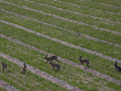 De eerste hazenverplaatsing met zenderonderzoek in Utrecht