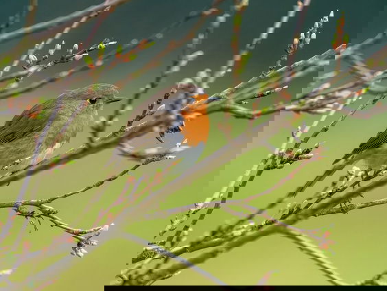 Zo vrij als een vogel met vogelwachter Adriaan