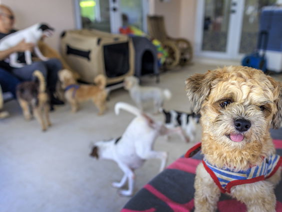 Huid en Haar: steeds meer baasjes laten hun huisdier opzetten