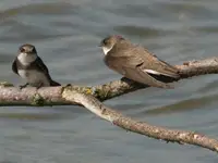 Insecticiden en de plotselinge sterfte van zwaluwen