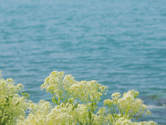 Waarom het strand niet zonder deze planten kan