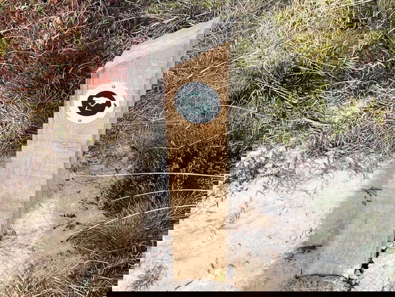 Eerste rouwpad van Nederland op Terschelling