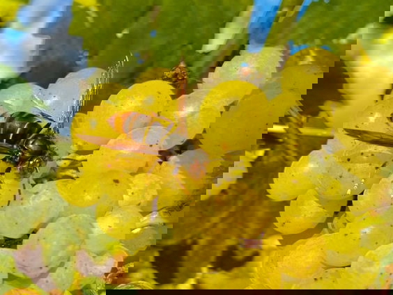 Stop de hetze tegen de Aziatische hoornaar