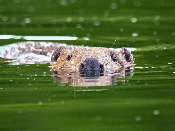 Als de bever het wil, staat gans het raderwerk (en nog veel meer) stil