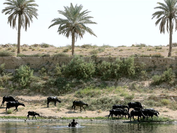 Boswachter Arjen Postma: 'net als mensen gaan dieren ook met vakantie'