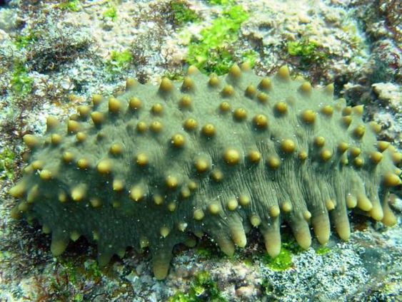 Nieuw soort zeekomkommer ontdekt voor de kust van Nederland