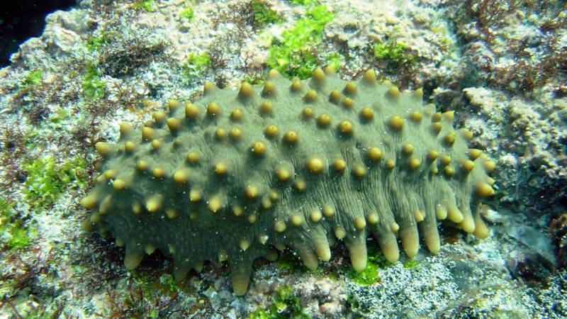 Nieuw soort zeekomkommer ontdekt voor de kust van Nederland | NPO Radio 1