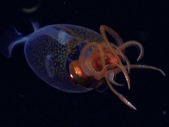 Unieke beelden van kolossale inktvis duiken op: 'Dit is een droom'