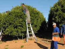 De discriminatie van gastarbeiders in Zuid-Afrika