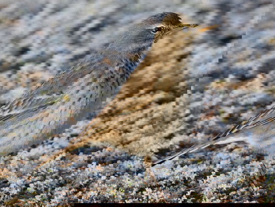 De waterpieper trekt tegen de richting in