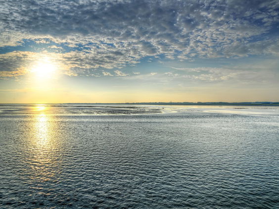 Zeldzame zwaardvis spoelt aan op de Waddenkust: '40 jaar geleden voor het laatst'
