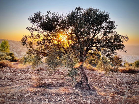 Geweld van Israëlische kolonisten: “Het is systematisch geweld, gesteund door het leger”