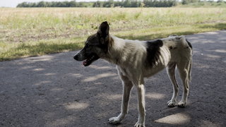 House of Animals start een petitie tegen het vangen en doden van straathond ...