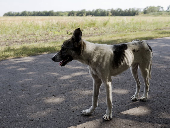 House of Animals start een petitie tegen het vangen en doden van straathonden in Turkije