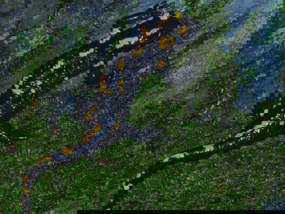 Zeldzame vuursalamanders nog wel te vinden in Praag