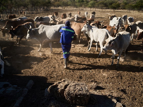 Compensatie voor Nederlandse boeren in Zimbabwe